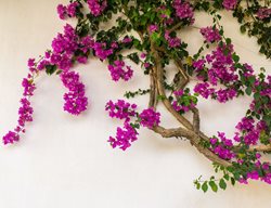 Cut Back Bougainvillea & Other Vines
Garden Design
Calimesa, CA