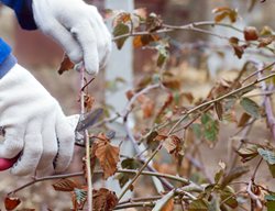 Cut Back Cane Berries
Garden Design
Calimesa, CA
