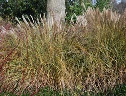 Cut Back & Divide Ornamental Grasses 
Garden Design
Calimesa, CA