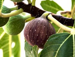 Cut Back Fig Trees 
Garden Design
Calimesa, CA