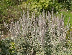Cut Back Mediterranean Plants
Garden Design
Calimesa, CA