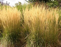 Cut Back Ornamental Grasses
Garden Design
Calimesa, CA