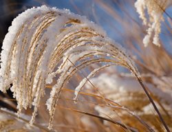 Cut Back Ornamental Grasses
Garden Design
Calimesa, CA