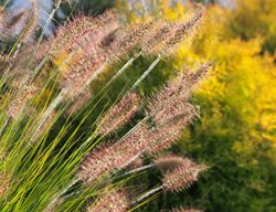 Cut Back Ornamental Grasses
Garden Design
Calimesa, CA