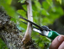 Cut Back Overgrowth
Garden Design
Calimesa, CA