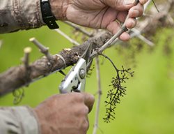Cut Back Roses, Blackberries, & Grape Vines
Garden Design
Calimesa, CA
