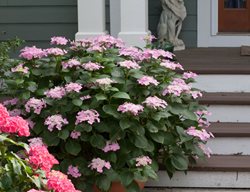 Cut Back Some Varieties Of Hydrangeas
Garden Design
Calimesa, CA