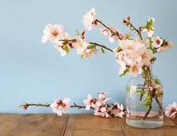 Cut Flowering Branches For Indoor Displays
Garden Design
Calimesa, CA
