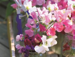 Cut, Flowers, Sale
Garden Design
Calimesa, CA