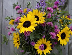Cut Flowers With Gomphrena, Sunflower Arrangement
Proven Winners
Sycamore, IL