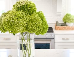 Cut Hydrangea Flowers
Garden Design
Calimesa, CA