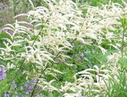 Cutleaf Goat’s Beard, Aruncus Dioicus Kneiffii
Plant Paradise Country Gardens
Caledon, ON