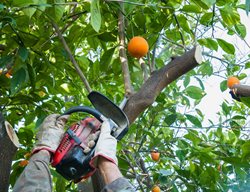 Cutting Back Orange Trees
Garden Design
Calimesa, CA