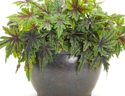 Cutting Edge Foamflower Foliage
Proven Winners
Sycamore, IL