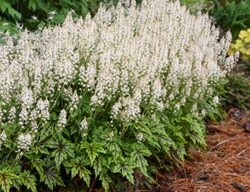 Cutting Edge Tiarella, Foamflower, Tiarella Hybrid
Proven Winners
Sycamore, IL