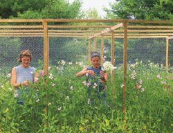 Cutting Flowers
Garden Design
Calimesa, CA
