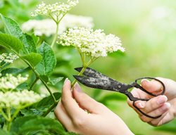 Cutting Flowers, Harvesting Flowers
Shutterstock.com
New York, NY