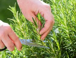 Cutting Rosemary
Shutterstock.com
New York, NY