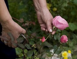Cutting Roses, Pink Rose, Garden Rose
Shutterstock.com
New York, NY