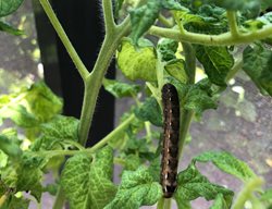 Cutworm On Tomato Plant, Cutworm
Shutterstock.com
New York, NY
