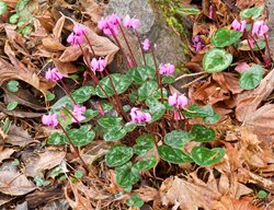 Cyclamen Coum, Persian Violet
Garden Design
Calimesa, CA