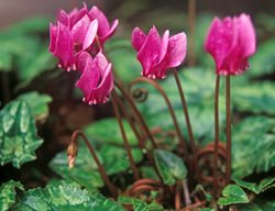 Cyclamen Hederifolium 
Garden Design
Calimesa, CA