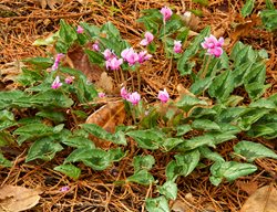 Cyclamen Hederifolium, Hardy Cyclamen
Garden Design
Calimesa, CA