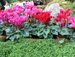 Cyclamen In Garden, Cyclamen Plants
Shutterstock.com
New York, NY