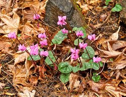 Cyclamen Plant, Cyclamen Coum
Garden Design
Calimesa, CA
