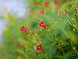 Cypress Vine, Hummingbird Plant, Ipomoea Quamoclit
Shutterstock.com
New York, NY