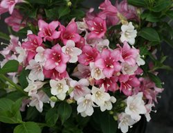 Czechmark Trilogy Weigela, Weigela Shrub
Proven Winners
Sycamore, IL
