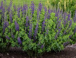 Dacadence 'sparkling Sapphires' Baptisia, False Indigo
Proven Winners
Sycamore, IL
