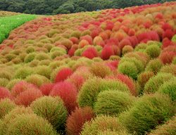 Dacheket
Garden Design
Calimesa, CA