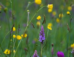 Dactylorhiza Fuchsii
Garden Design
Calimesa, CA