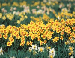 Daffodil Drift, Narcissus
Brent and Becky's Bulbs
Gloucester, VA