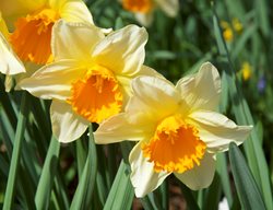 Daffodil Flowers, Narcissus Flower
Garden Design
Calimesa, CA