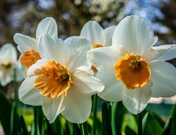 Daffodil Flowers, Spring Daffodils
Creative Commons
