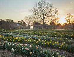 Daffodil Legacy
Garden Design
Calimesa, CA