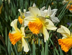 Daffodil, Spring Bulb, Yellow Flower
Garden Design
Calimesa, CA
