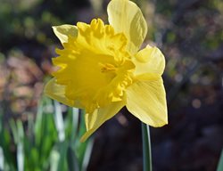Daffodil, Yellow Flower, Bulb
Pixabay
