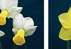 Daffodils
Garden Design
Calimesa, CA