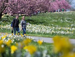 Daffodils Wine
Garden Design
Calimesa, CA