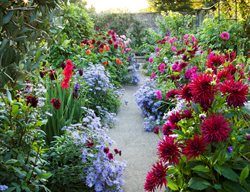 Dahlia, Ambition Dahlia, Magenta Dahlia
Garden Design
Calimesa, CA