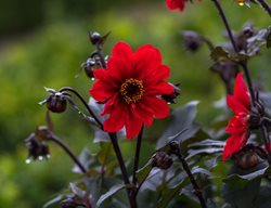 Dahlia Bishop Of Llandaff, Dahlia Hybrid
Shutterstock.com
New York, NY