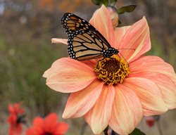 Dahlia 'bishop's Children Mix'
Garden Design
Calimesa, CA
