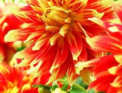 Dahlia Bodacious
Garden Design
Calimesa, CA