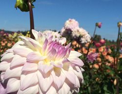 Dahlia Festival, Swan Island
Garden Design
Calimesa, CA