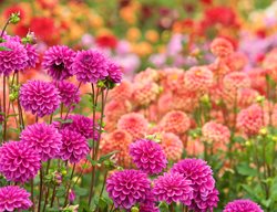 Dahlia Flowers, Pink And Salmon Dahlias
Garden Design
Calimesa, CA