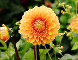 Dahlia, Orange Flower, Tuber
Pixabay
