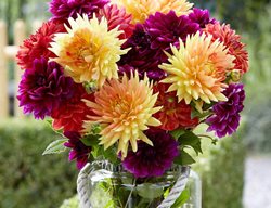 Dahlia Sugar Plum Mix
Longfield Gardens
